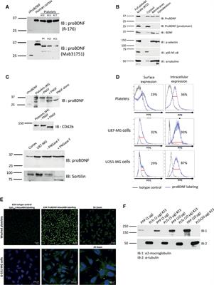 Platelets Selectively Regulate the Release of BDNF, But Not That of Its Precursor Protein, proBDNF